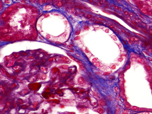 epithelial tissue slide